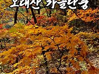 오대산 가을단풍