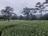 통도사 메밀꽃