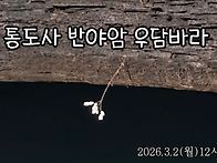 통도사 반야암 우담바라
