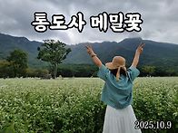 통도사 메밀꽃