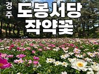 경주 도봉서당 작약꽃