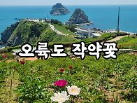 오륙도 작약꽃