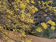 통도사 극락암 산수유