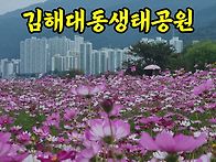 낙동강 코스모스