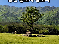 영축산 통도사 청보리