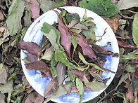 야생 자아 백차 26년 신차