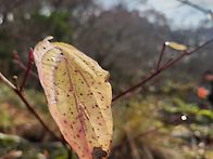 천아계곡-늦가을 ..