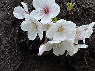 벚꽃거리를 누비는..