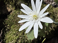 반드시 밀물 때는..