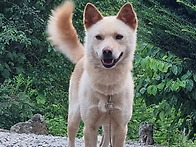 지인의 견숫컷 입니다ㆍ
