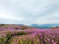 합천 황매산 우중 산행 풍..