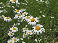 화시산