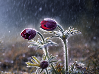 봄비 그 발라드