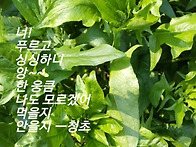 청춘