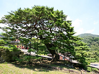 청송사 소나무