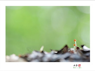 귀염둥이 세상 나들이-작은..