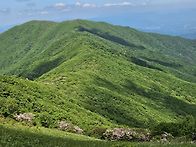 소백산 분홍철쭉(26 5 2..