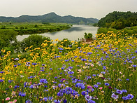 수레국화