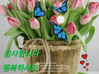 월요일 인사말 이미지 / 튤립 꽃바구니 외..