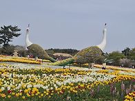 260423 태안 꽃 박람회