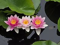 나란히 세 송이 수련 5/..