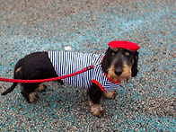 파리의 멋쟁이 개..