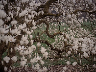 가디언의 사라 리..