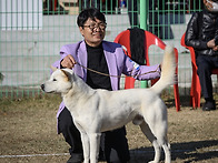 2024년 제50회 추계(사)한국진돗개중앙회전..