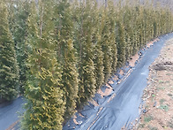 블루엔젤. 킹오브브라반트..