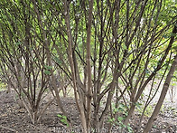 산딸나무 다간 판매