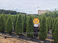 에메랄드 그린, 2미터 전..