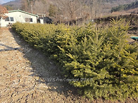 준공 조경에 적합한 전나무..