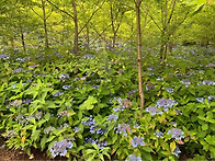 목수국,제주산수국 판매합..