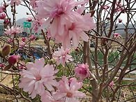 ■ 별목련 팝니다 ■ 판매..