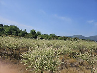 편백나무 r15~20점 a급,..