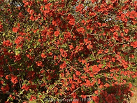 아주 오랫동안 키워온 다간..