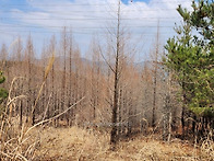 메타세쿼이아 B8 -B15,..