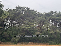 오래된 소나무 판매합니다..