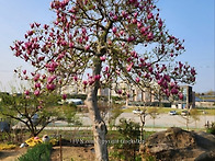 잘키운 자목련과 정원석 ..