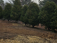 25년 향나무 15주 판매