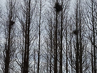 급매) 메타세콰이어 B25..