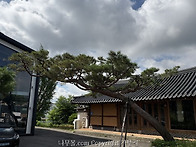[명품조경수]노송 자연수형..
