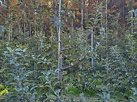 엔부사과나무 4년생 규격 ..