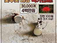 상사화 (꽃무릇) 특가 판..