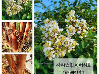 백 백일홍 (사라스훼이버리..