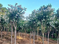 백일홍 20점 전후 200주..