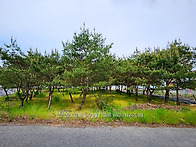 [급매] 충북 영동 소나무 ..