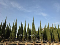 A급 블루에로우 H2.2~2..