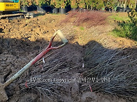 산딸나무 실생1년묘목 판매