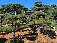 육송/반송/주목/무궁화 등..
